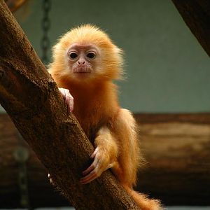 Silvered Leaf-monkey