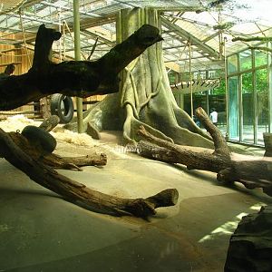 Gorilla Exhibit
