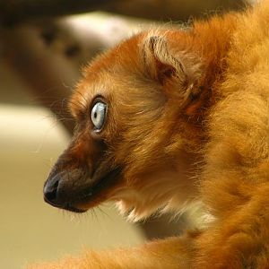 Blue-eyed Black Lemur