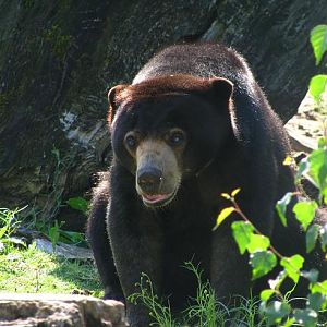 Sun Bear