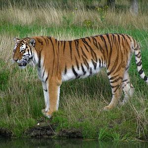 Siberian Tiger