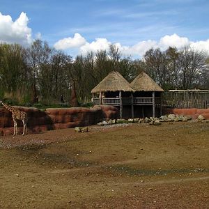 White Rhinoceros Exhitbit