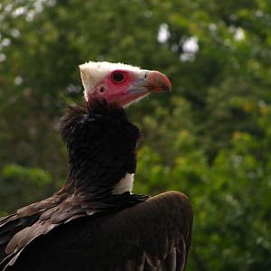 Vulture