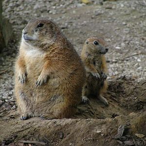Prairie Dog