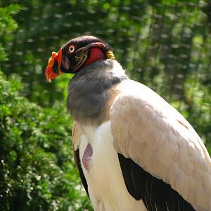 King Vulture