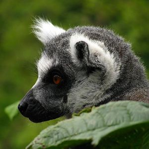 Ring-tailed Lemur