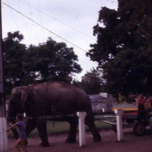 Elephants at Adelaide Zoo Circa 1970