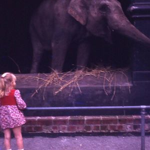 Elephants at Adelaide Zoo Circa 1970