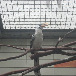 Berlin Tierpark - Hornbill