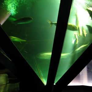 Nausicaa Sea Life Centre