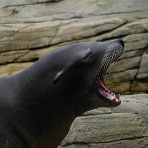 Nausicaa Sea Life Centre