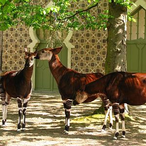 Okapis