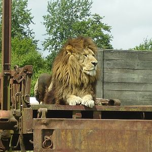 Planete Sauvage - Lion