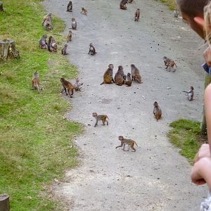 Planete Sauvage - Monkey Forest