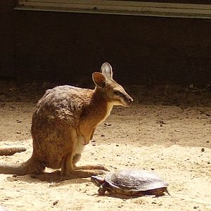 Tammar Wallaby