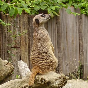 Meerkat Lookout