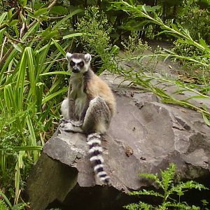 Lemur Rock