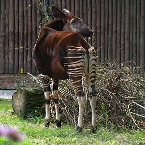 Okapi