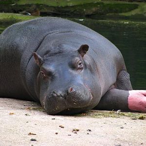 Hippopotamus