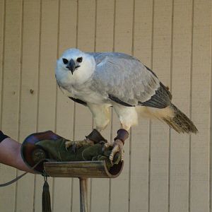 Harpy Eagle at the Los Angeles Zoo