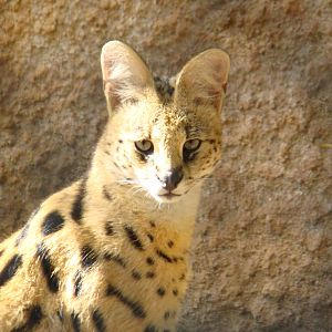 Serval at the Los Angeles Zoo
