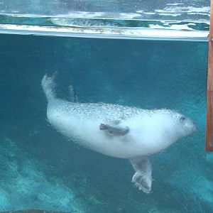 Harbor Seal at the Los Angeles Zoo