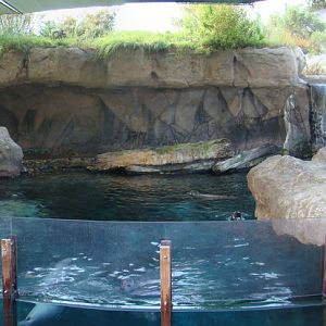Sea Life Cliffs at the Los Angeles Zoo