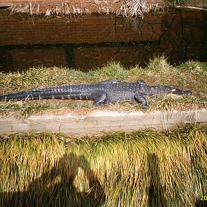 American Alligator at National Zoo