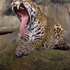 Jaguar Yawning