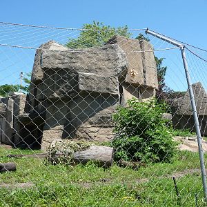 Toledo Zoo - Sloth Bear Exhibit