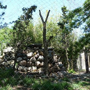 Toledo Zoo - Snow Leopard Exhibit