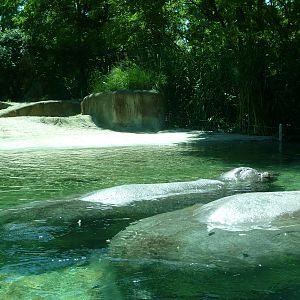Toledo Zoo - Hippoquarium