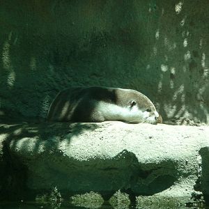 Toledo Zoo - Cape clawless otter