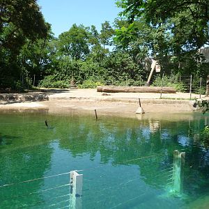 Toledo Zoo - Elephant Pool