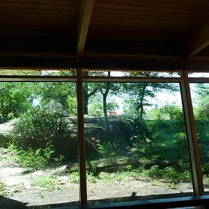 Toledo Zoo - Lion viewing window
