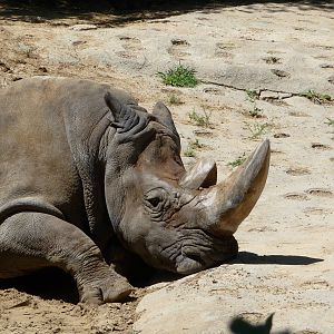 Toledo Zoo - White rhino