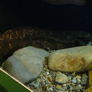 Toledo Zoo - Japanese Giant Salamander