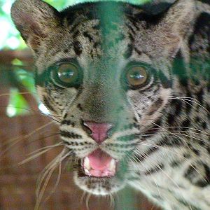 Bornean or regular clouded leopard