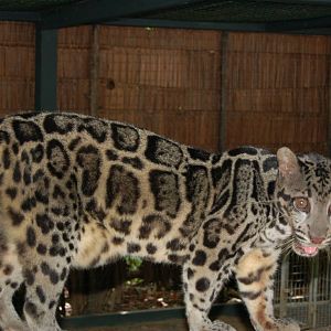 Bornean or regular clouded leopard