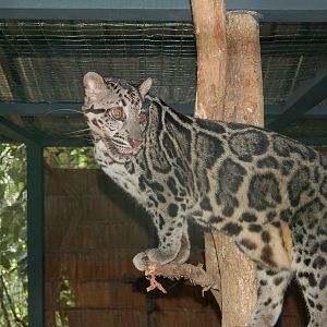 Bornean or regular clouded leopard