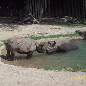 Cleveland Metroparks Zoo Black Rhinos