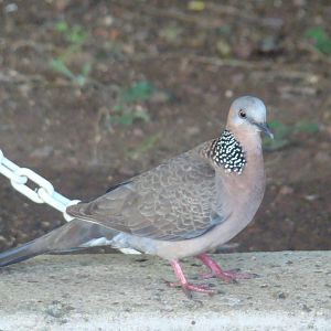 Spott-necked Dove in O'ahu, Hawai'i