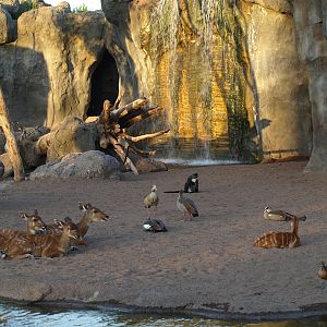 bioparc landscapes enclosures