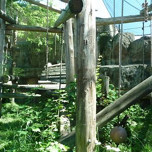 Toledo Zoo - Chimpanzee Exhibit