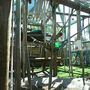 Toledo Zoo - Orangutan Exhibit