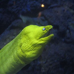 Rotterdam Zoo - Moray Eel