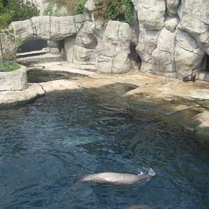 Rotterdam Zoo - Sea Lion exhibit