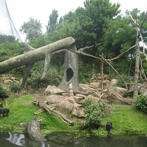 Rotterdam Zoo - Macaque Island