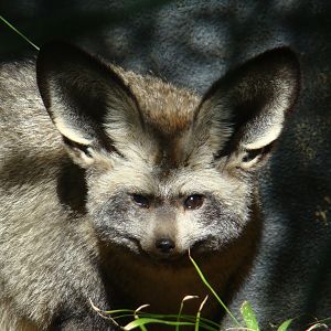 Bat-eared Fox at the Los Angeles Zoo