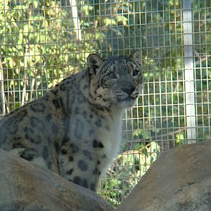 Snow Leopard at the Los Angeles Zoo